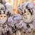 Carnival / Mardi Gras Mask from Venice, Italy artists; the REAL thing 4 thumbnail