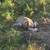 Bred sows and Boar. 18 thumbnail