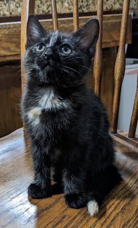 Kittens available for adoption! (Tacoma)63684505854337122