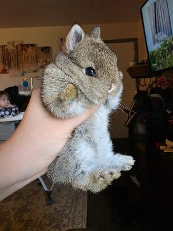 Netherland dwarf baby bunny 1