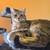 Cats & Kittens - FREE to GOOD homes! 17 thumbnail