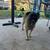Male Pug 3 thumbnail