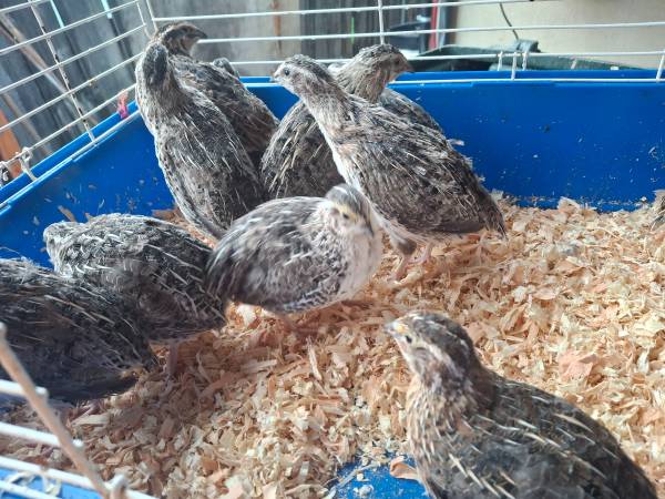 Quail Males 1