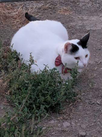 Lost Female Cat, Athena 1