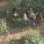 Chickens (Bantam) 14 thumbnail