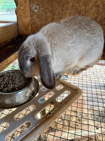 Downsizing Rabbitry 1