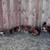 Rhode Island Laying Hens & Roosters - Somerset, TX $20 4 thumbnail