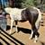 Yearling gelding 1 thumbnail