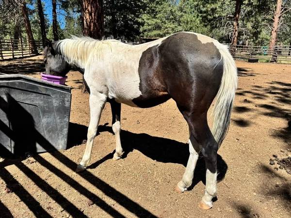Yearling gelding 1