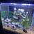 Beautiful fish tank included stand and nice 5 fish and accessories 1 thumbnail