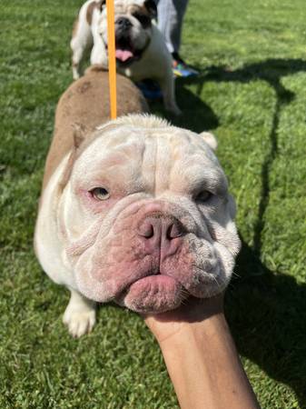 REHOMING MY BULLDOGS (CHICAGO HEIGHTS)63844234687235122