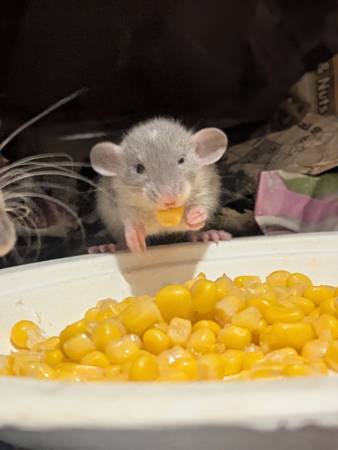 Dumbo Rex Rat Pups Almost Ready for New Homes! (Tarzana)63865302703873124