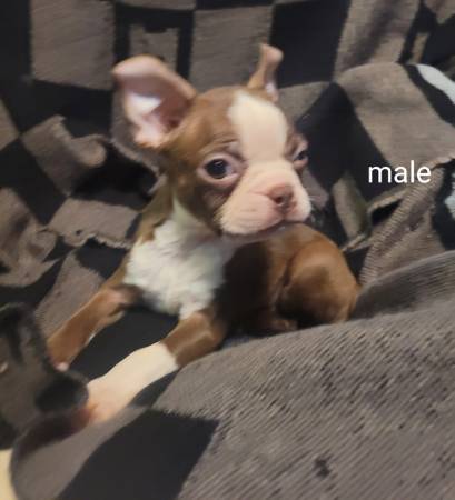 Boston Terrier puppy63875645806081123