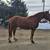 Titled BLM Mustang Gelding 6 thumbnail