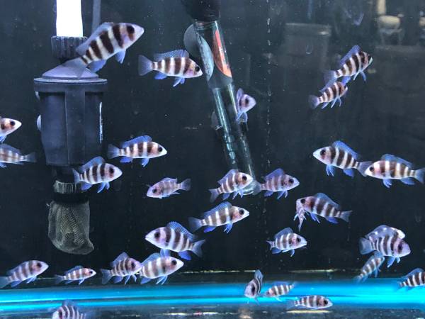 GORGEOUS 1” Cyphotilapia Frontosa cichlids 4 ur aquarium fishtank 1