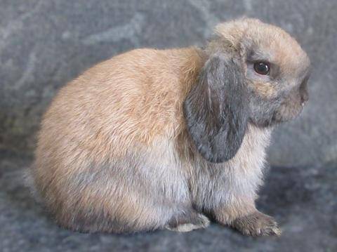 Holland Lop Bunny 1