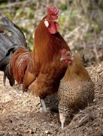Buttercup Pullets 1