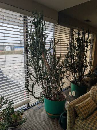 FREE Cactus- MUST PICK UP 1