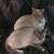 Siamese Kittens 9 thumbnail
