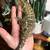 Leachianus giant gecko 1 thumbnail
