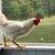 Rooster aka blizzard 8 thumbnail