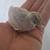 BUTTON QUAIL 1 thumbnail