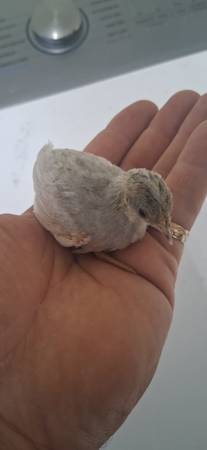 BUTTON QUAIL 1