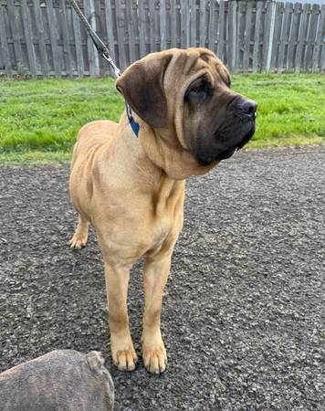 Cane Corso Italian Mastiff (Portland)63842373906689120