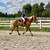 Babysitter Broke, Beginner Safe, Belgian Gelding Broke to Ride & Drive 5 thumbnail