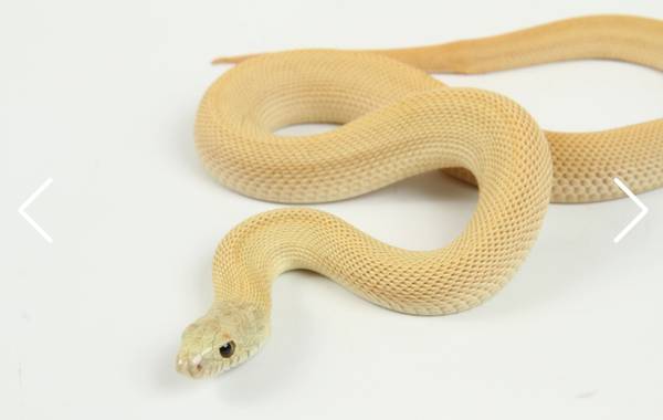 Bullsnake 1