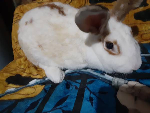 Conejo macho Lop y coneja hembra Rex (Houston)63859316733697121