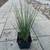 Native Plant: Spreading Rush (Juncus patens) - 3.5" 2 thumbnail