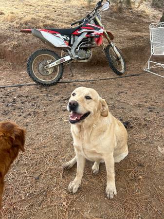 Super sweet GoldenLab 3 Years Old (dublin / pleasanton / livermore)63928842813827120