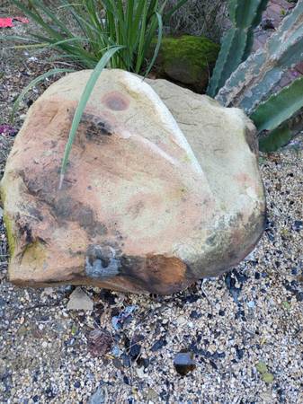 Dinosaur head fossilized in rock 1