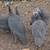 Guinea Fowl 4 thumbnail