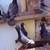 Colored Racing Pigeons——— 15 Pigeons 2 thumbnail