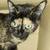 Available for adoption! Goldie & Papis' Animal Rescue 23 thumbnail