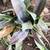 Free (with a catch) Succulents, Mangave. You have to dig them up 6 thumbnail