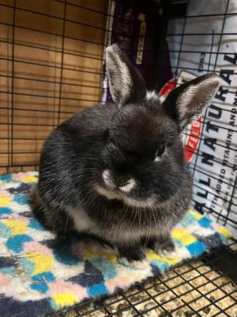Netherland Dwarf Rabbits 1