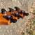 Carvin Kiesel USA DC200 all Koa Tung oil finish custom guitar 10 thumbnail
