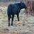 Brangus heifers 5 thumbnail