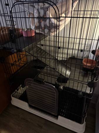 Ferret (Melbourne)63867089615491121