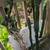 2 lrg cactus plants 4 thumbnail