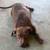 Brown nose and blue pit bulls 3 thumbnail