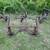 Super C two row front and rear cultivators 8 thumbnail