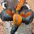Chickens 7 thumbnail