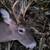 Deer hunting 10 thumbnail
