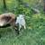 Painted Desert Sheep 14 thumbnail