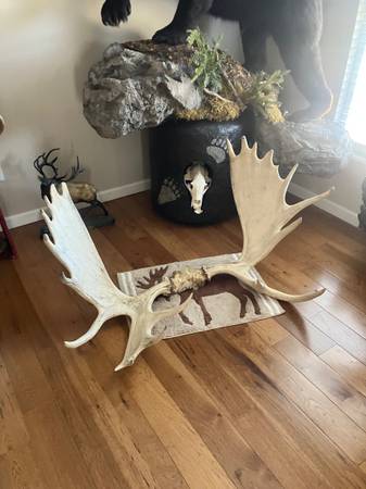 Alaskan moose antlers 1