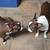 Boston Terriers 4 thumbnail